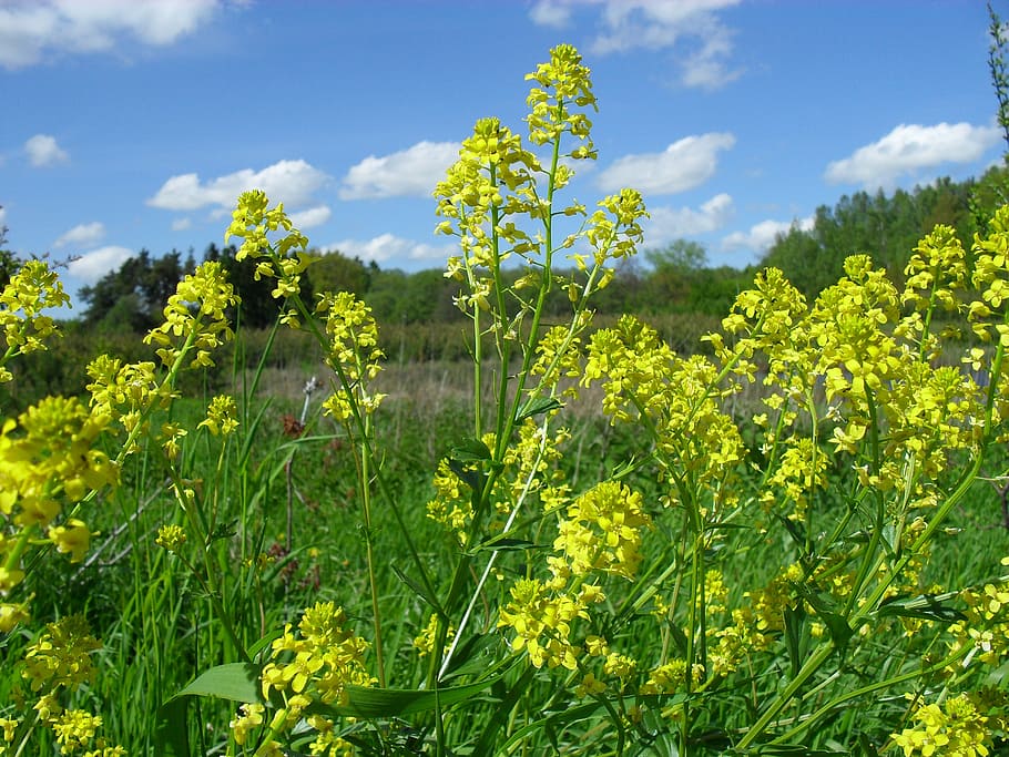 rapeseed, spring, summer, nature, field, flowers, rol, agriculture HD wallpaper