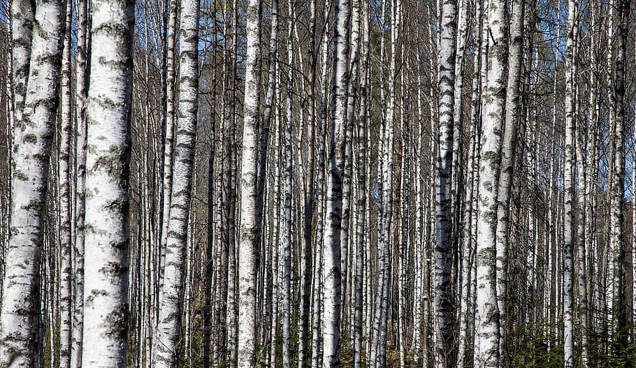 photo of forest, birch trees, birch trunks, birch forest, nature HD wallpaper