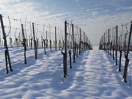 Vineyard, Winter, Snow, Wintry, White, cold, rest, snowy, landscape HD wallpaper