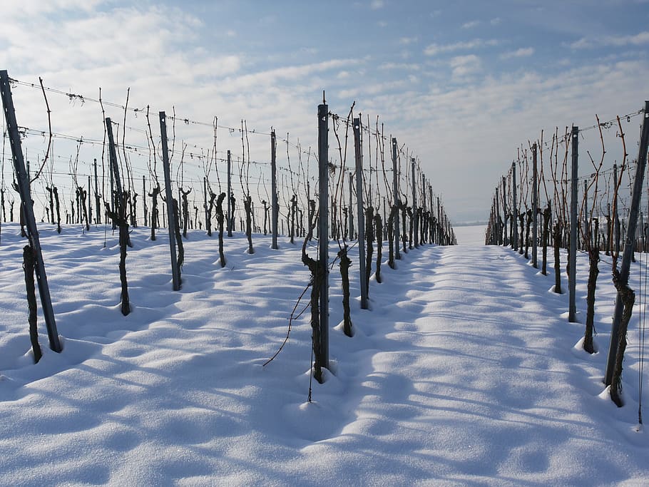 Vineyard, Winter, Snow, Wintry, White, cold, rest, snowy, landscape HD wallpaper