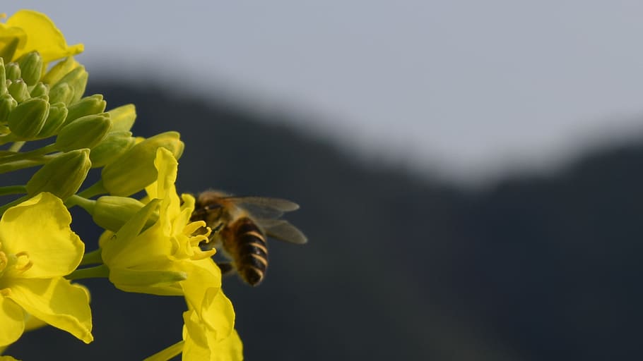 rape, bee, macro, flower, flowering plant, yellow, petal, beauty in nature HD wallpaper