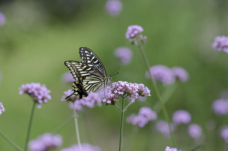 Butterfly, Flower, Tentacles, insect, one animal, animal themes HD wallpaper