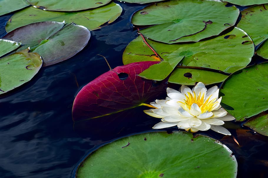 water lily, white, nature, pond, plant, lotus, floral, green