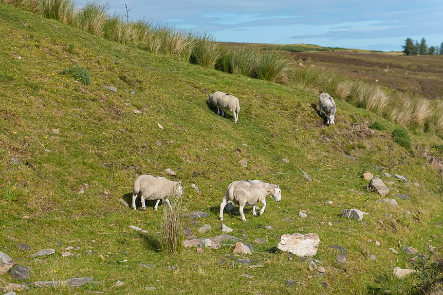 sheep, flock, grass, green, meadow, nature, lamb, cattle, field HD wallpaper