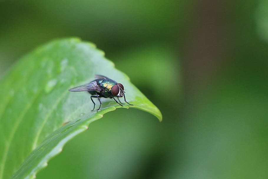 fly, green, insect, leaf, nature, close, macro, wing, leaves HD wallpaper