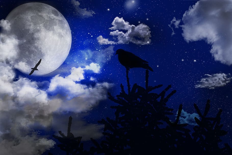 sky, blue, clouds, moon, night, star, birds, tree, landscape HD wallpaper