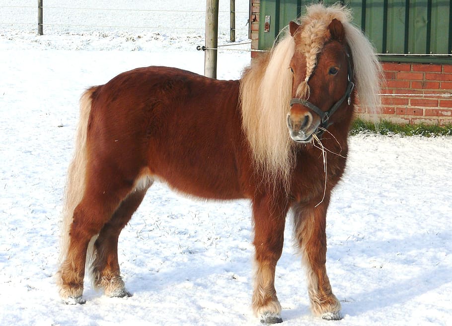 closeup photo of brown horse, pony, pasture, snow, landscape