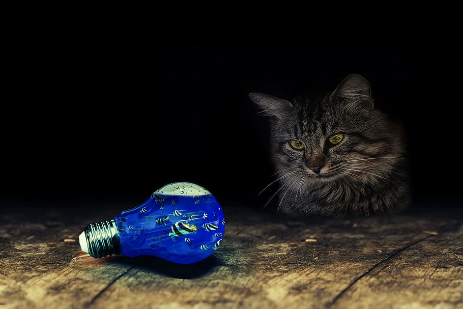 gray cat staring at blue bulb, light bulb, fish, table top HD wallpaper