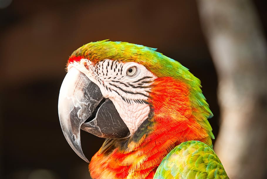 macro shot of red and green bird, tilt shift lens photography of green and red parrot bird HD wallpaper