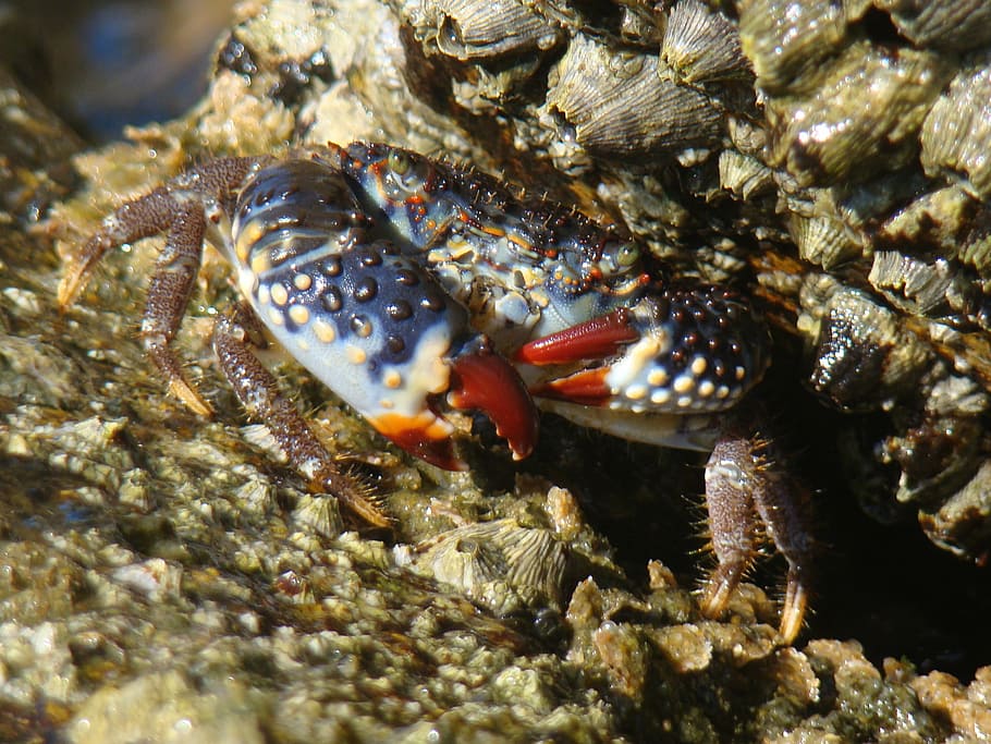 crab, beach, paw, claws, animal, sea, nature, wildlife, animal themes HD wallpaper