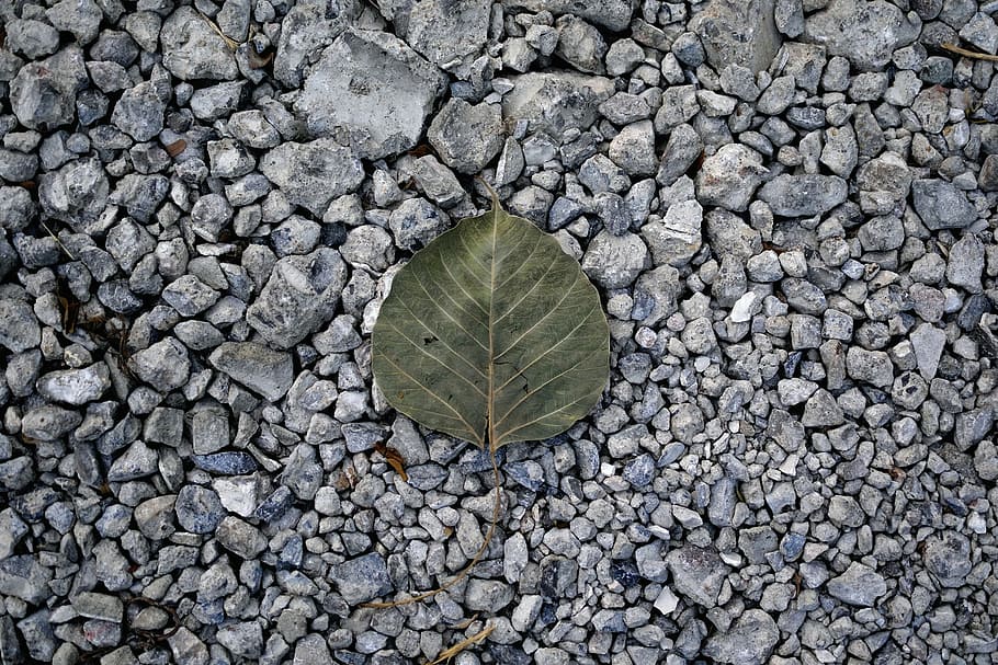 die, fallen, ground, leaf, monochrome, natural, nature, old HD wallpaper