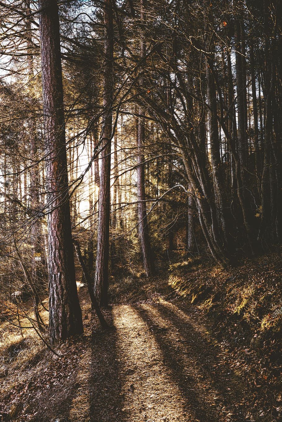 brown trees with sun raise at daytime, landscape photography of forest HD wallpaper