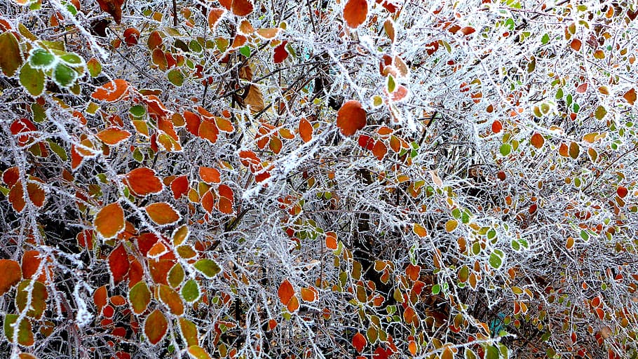 leaves, colored, frozen, plant, growth, no people, day, nature HD wallpaper