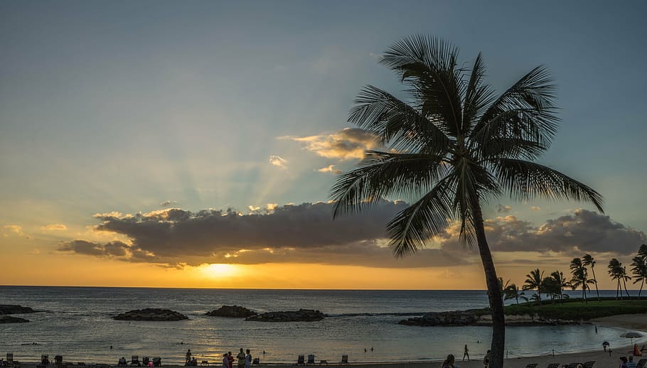 sunset, sun rays, palm trees, summer, hawaii, people, person HD wallpaper