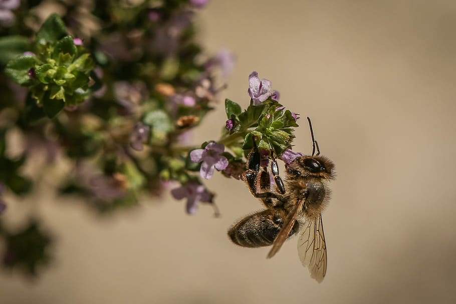 Bee, Insect, Blossom, Bloom, Animals, one animal, animal wildlife HD wallpaper