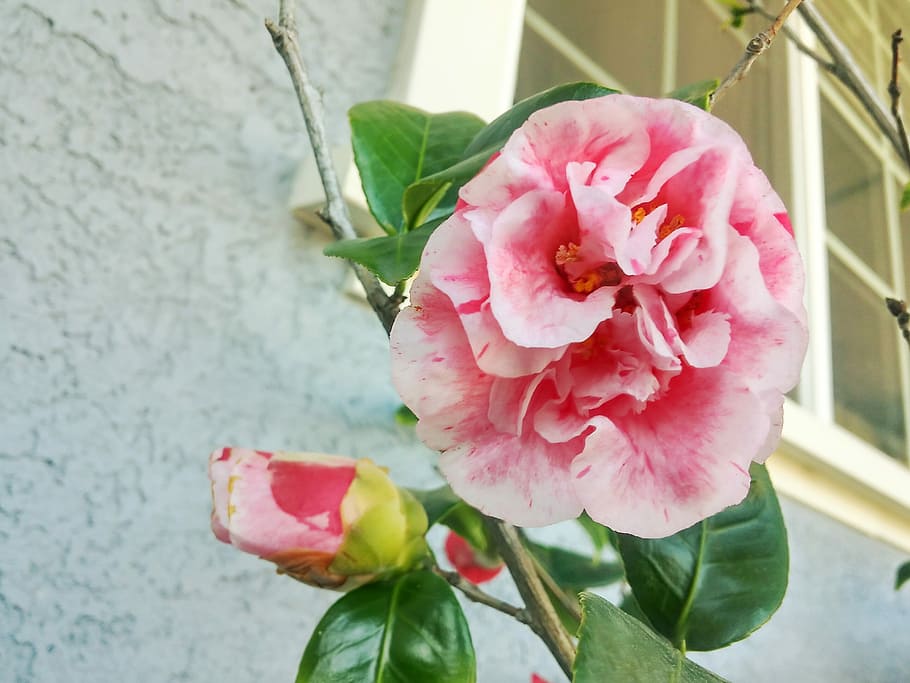 Carnations, Pink, Ornamental Trees, pink Color, flower, nature HD wallpaper
