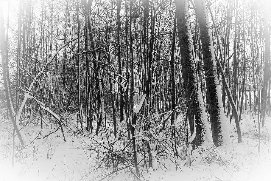 forest, winter, wintry, nature, trees, cold, snow, plant, cold temperature HD wallpaper