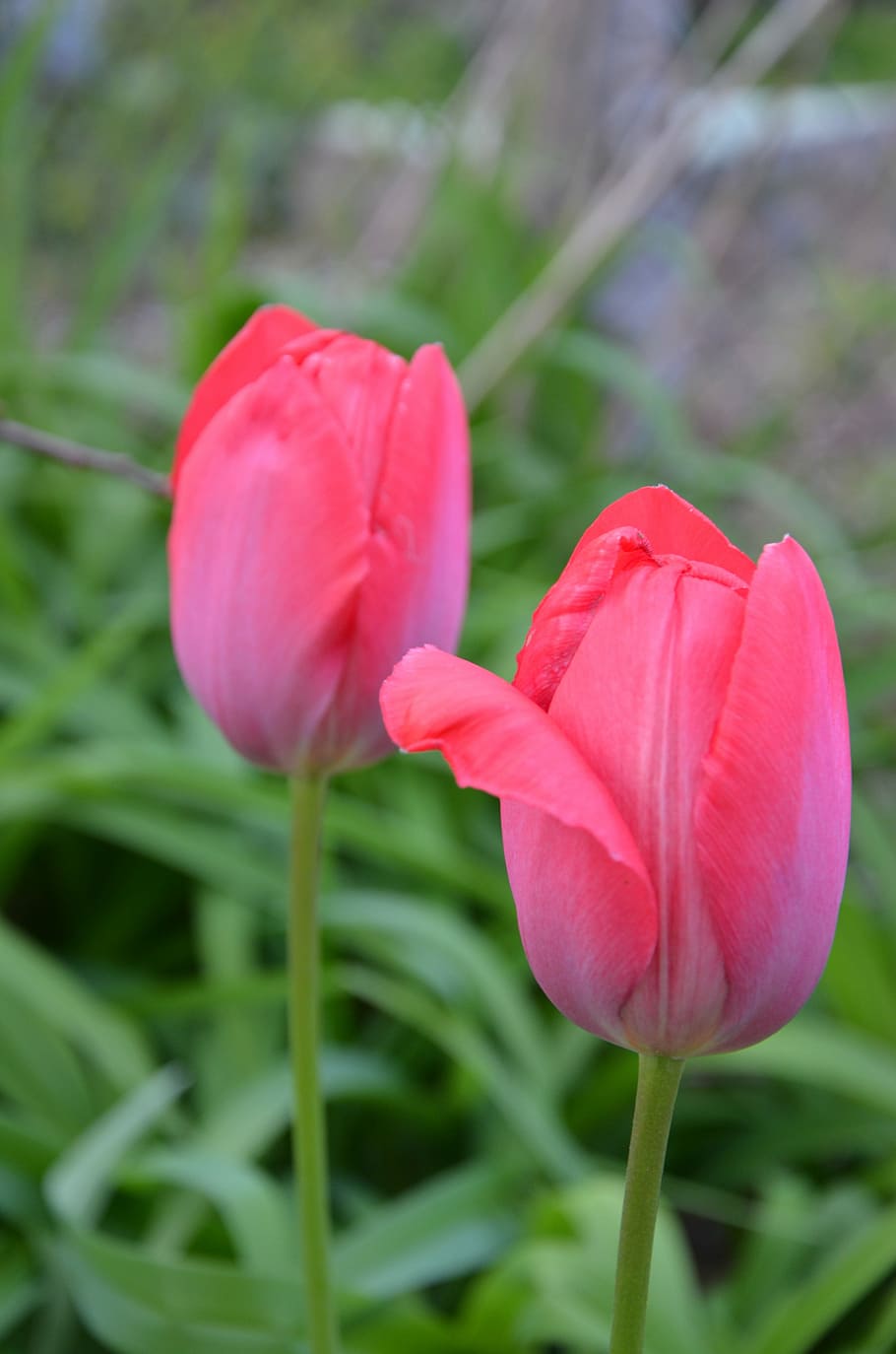 Tulip, Spring, Nature, Close, red, early, flower, petal, growth HD wallpaper