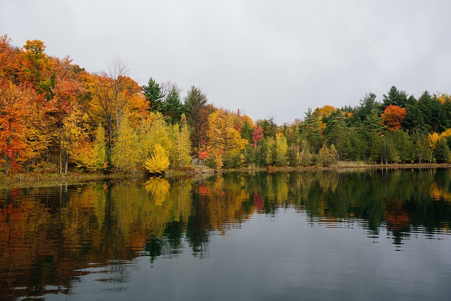 landscape photo of trees and lake, autumn, fall, leaves, colors HD wallpaper