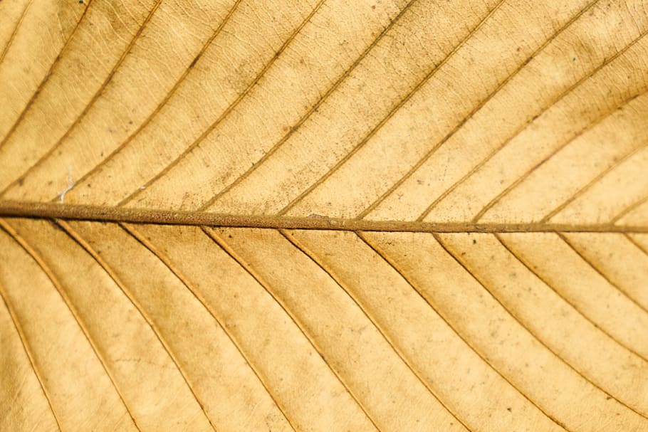 brown leaf, leaves, yellow, texture, vein, macro, son in law HD wallpaper