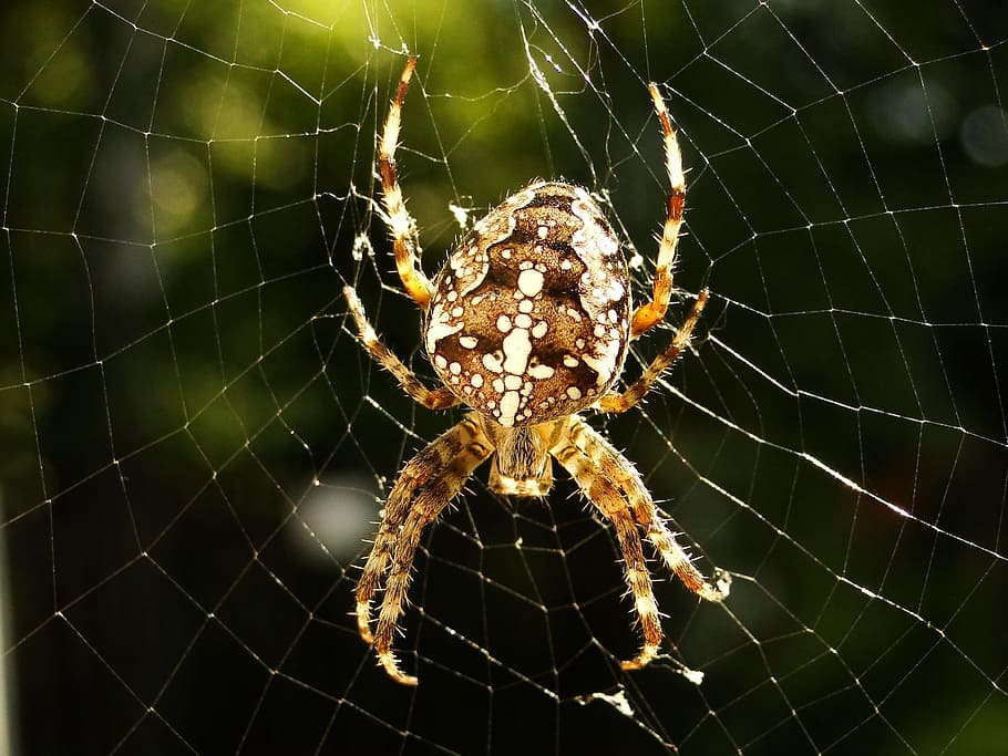 spider, spider's web, arachnid, cobweb, phobia, crusader garden HD wallpaper