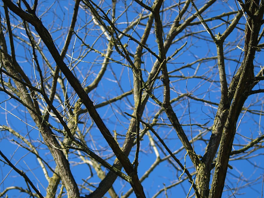 Tree, Dead, Plant, Old, Branches, dead plant, sky, wood, waldsterben HD wallpaper