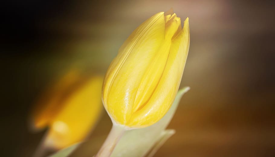Flower, Tulip, Closed, Blossom, Bloom, yellow, plant, freshness HD wallpaper