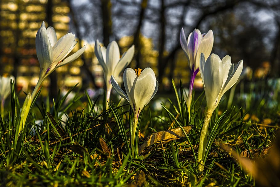 Crocus, Spring, Flower, Nature, Garden, spring crocus, purple HD wallpaper