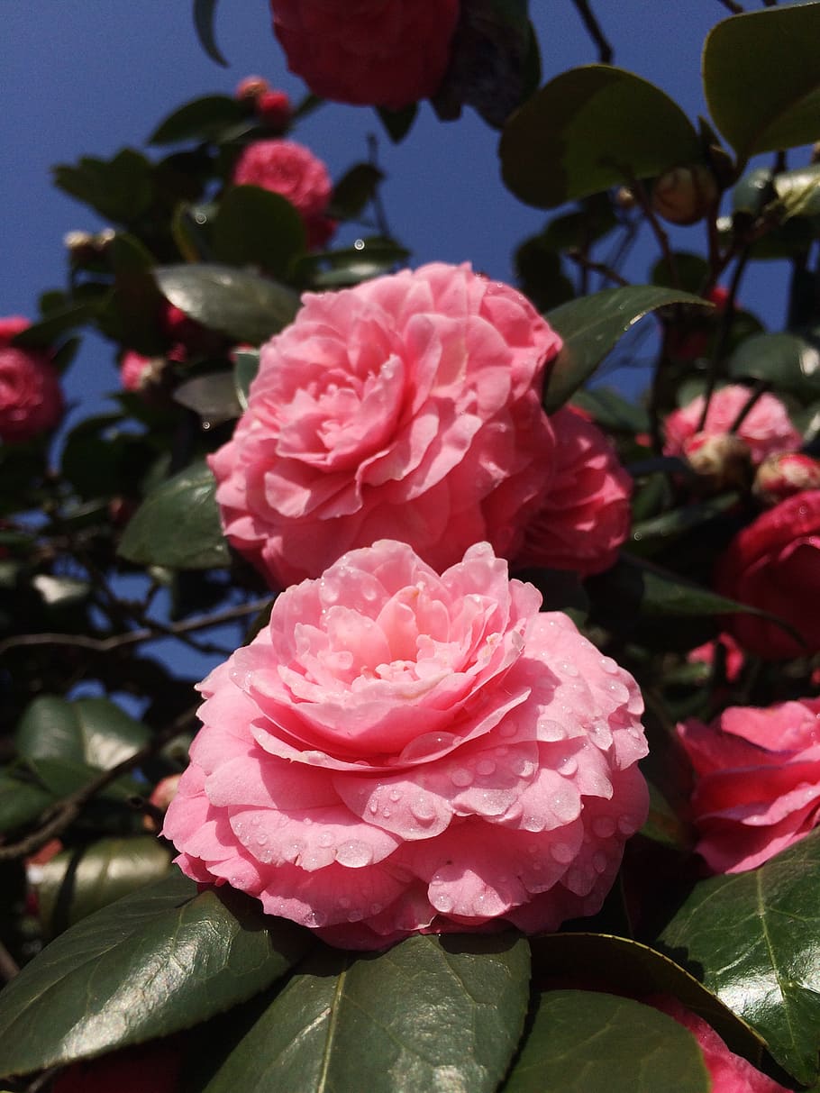 spring, red, flower, close-up, flowering plant, beauty in nature HD wallpaper