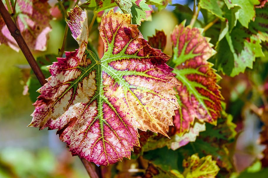 shallow focus photography of purple and green leaf, wine leaf HD wallpaper