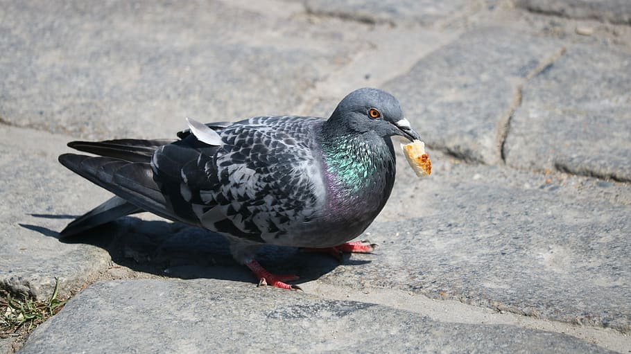 birds, nature, animals, wildlife, columbidae, feather, wing, HD wallpaper