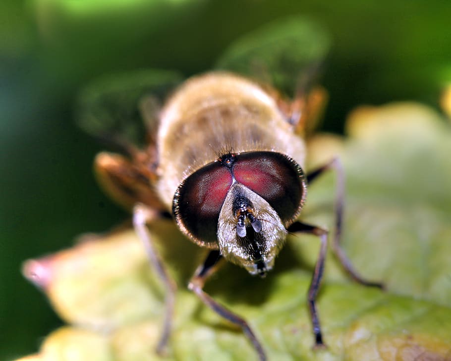 insect, macro, nature, winged insects, invertebrate, animal themes HD wallpaper