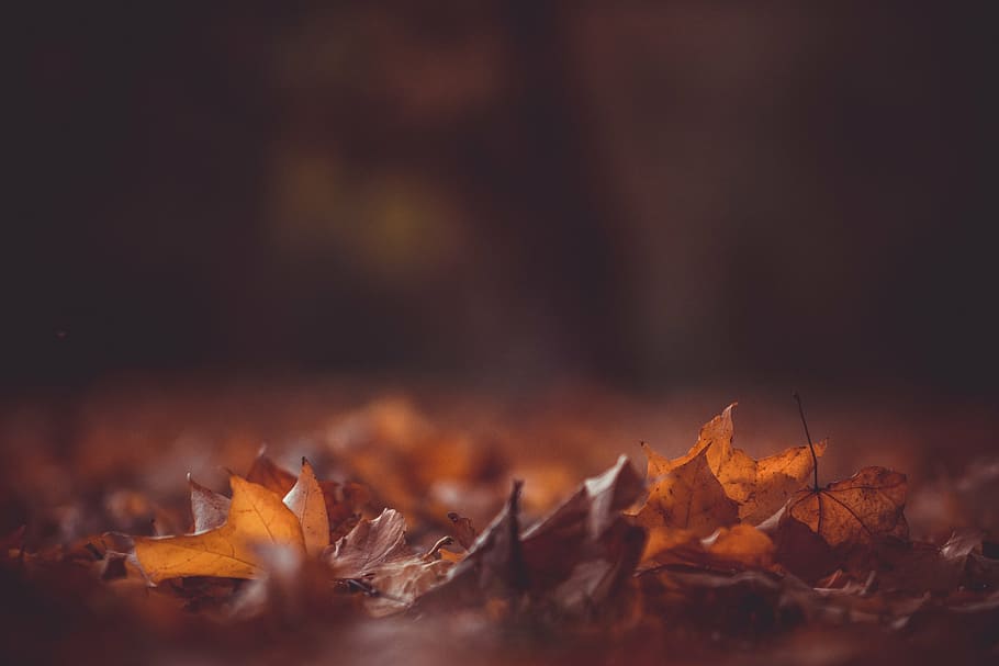 selective focus photography of dried leaves, brown, maple, shot, HD wallpaper