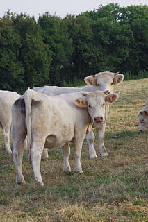 field, animals, cow, plant, mammal, animal themes, domestic animals HD wallpaper