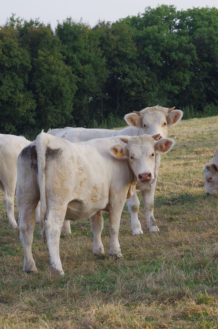 field, animals, cow, plant, mammal, animal themes, domestic animals HD wallpaper