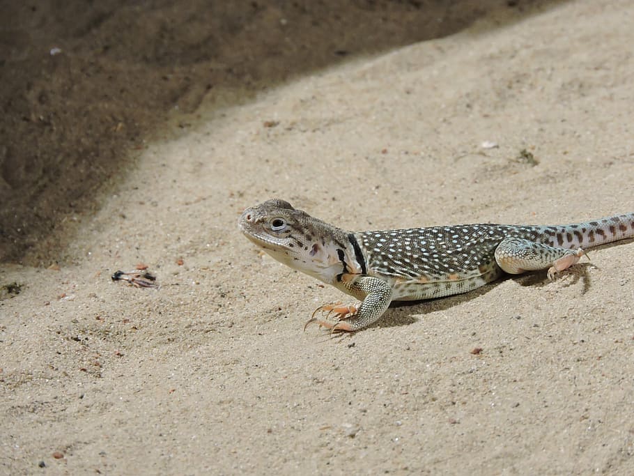 lizard, zoo, animal, animal themes, animal wildlife, animals in the wild HD wallpaper