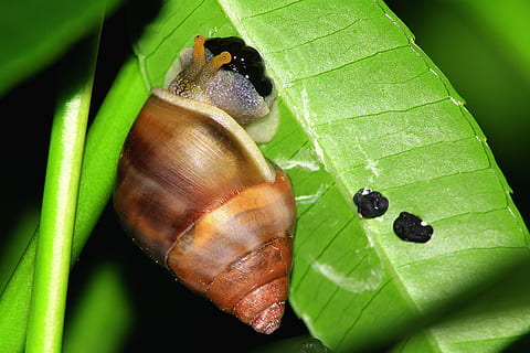 close up photography of brown snail on leaf, egg, lay, nature HD wallpaper