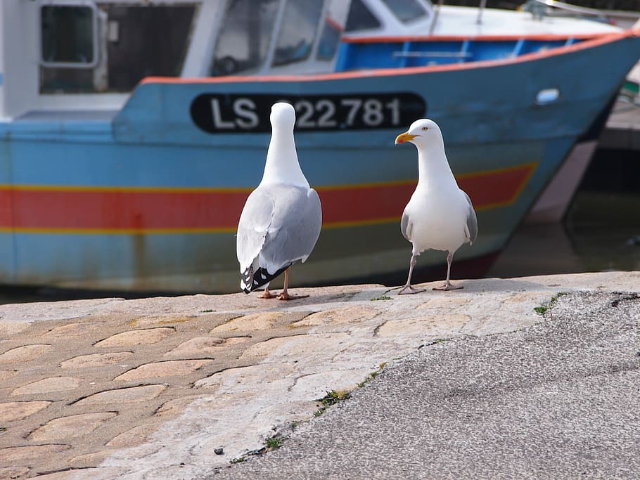 Gulls, Port, Vendée, white color, transportation, no people, HD wallpaper