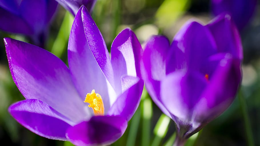 Crocus, Flower, Purple, Spring, crocus flower, bulbous flowers HD wallpaper