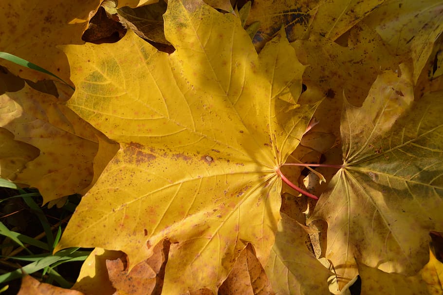 Autumn, Leaf, Clone, Yellow, Earth, nature, dying, tint, time of year HD wallpaper