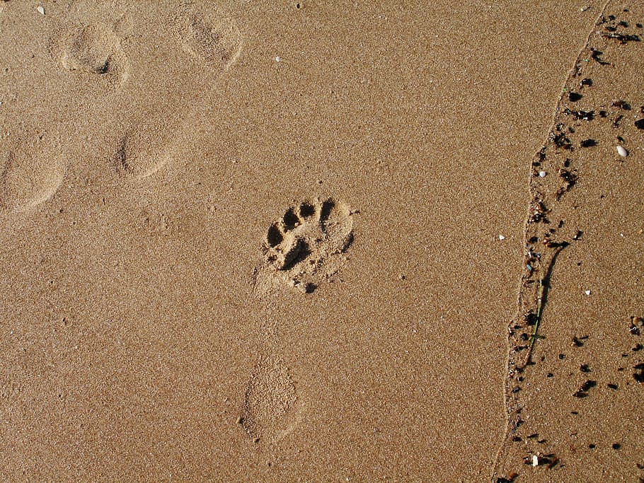 Footprint, Sand, Beach, animal wildlife, one animal, animals in the wild HD wallpaper