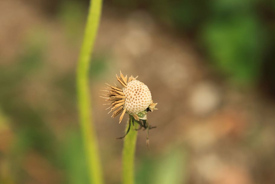 dandelion, empty, globe, seed, plants, spring, flower, flowering plant HD wallpaper