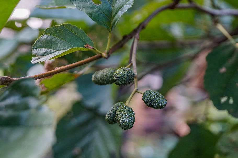 tree, alder, close, forest, branch, fruit, food, food and drink HD wallpaper