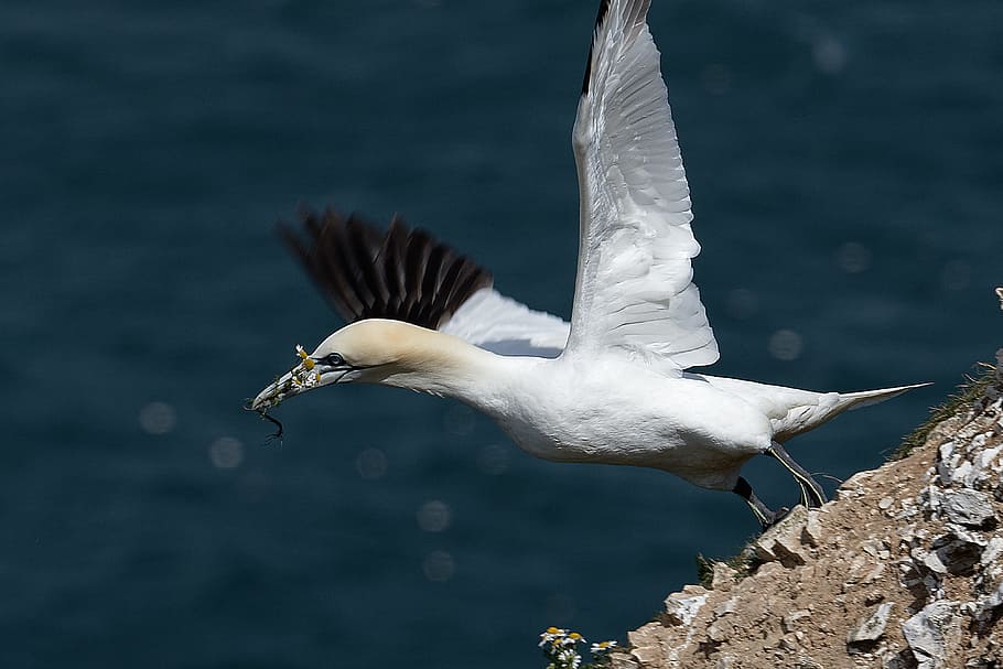 gannet, seabird, water, animal wildlife, animal themes, one animal HD wallpaper