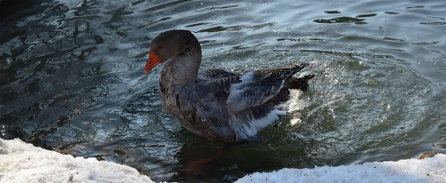 goose, water, bird, nature, animal, lake, wildlife, river, pond HD wallpaper