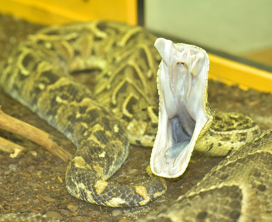 brown snake mouth wide open, puff adder, bitis arietans, vipers, HD wallpaper