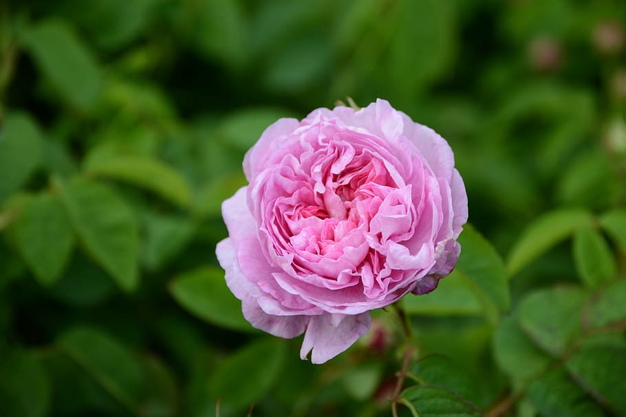 flower, pink, centifolia, perfume, pink flowers, garden, nature HD wallpaper