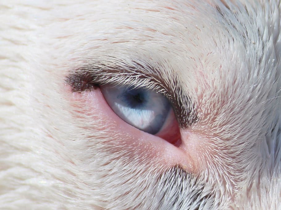 dog, eye, blue, close, portrait, wildlife photography, close-up HD wallpaper