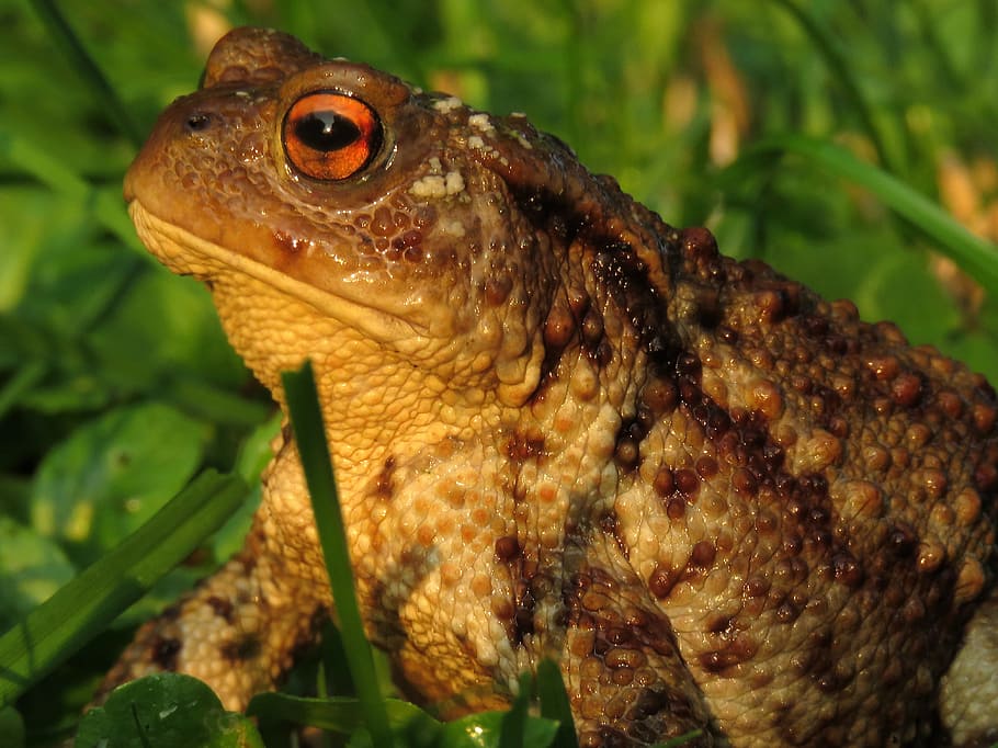 Anuran, Amphibian, Common Toad, bufo terrestris, portrait, frog HD wallpaper