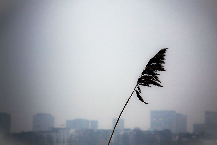 Dry branch, landscape, nature, bird, sky, focus on foreground HD wallpaper